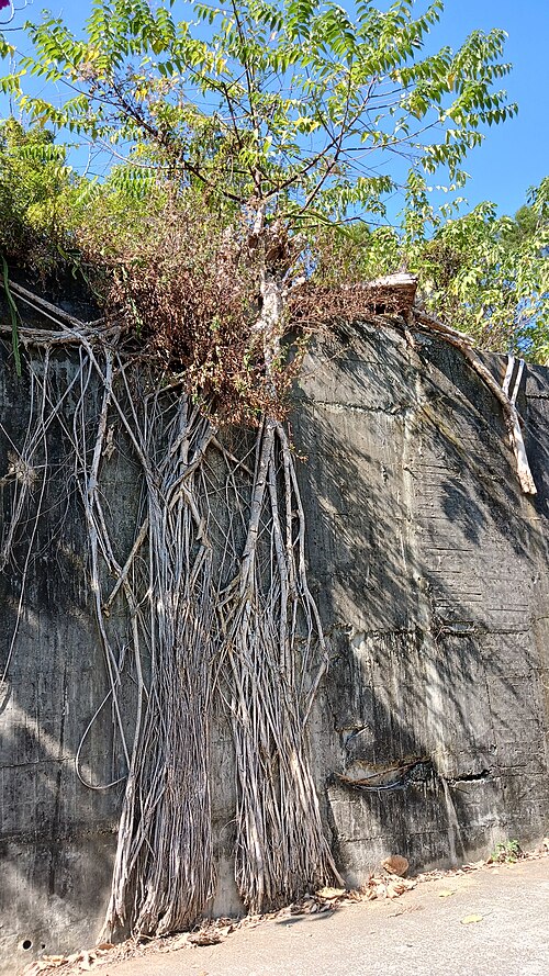 Baum mit weit verzweigten Wurzeln