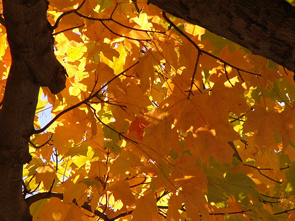 Sonne durch herbstliches Laub